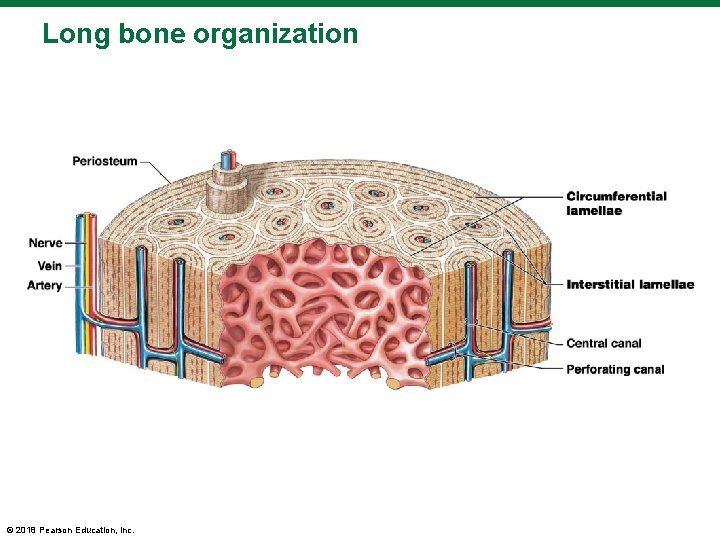 Long bone organization © 2018 Pearson Education, Inc. 