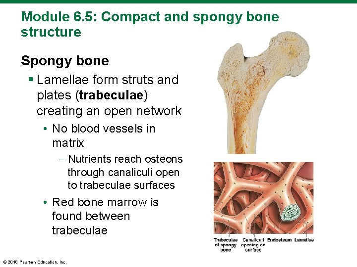 Module 6. 5: Compact and spongy bone structure Spongy bone § Lamellae form struts