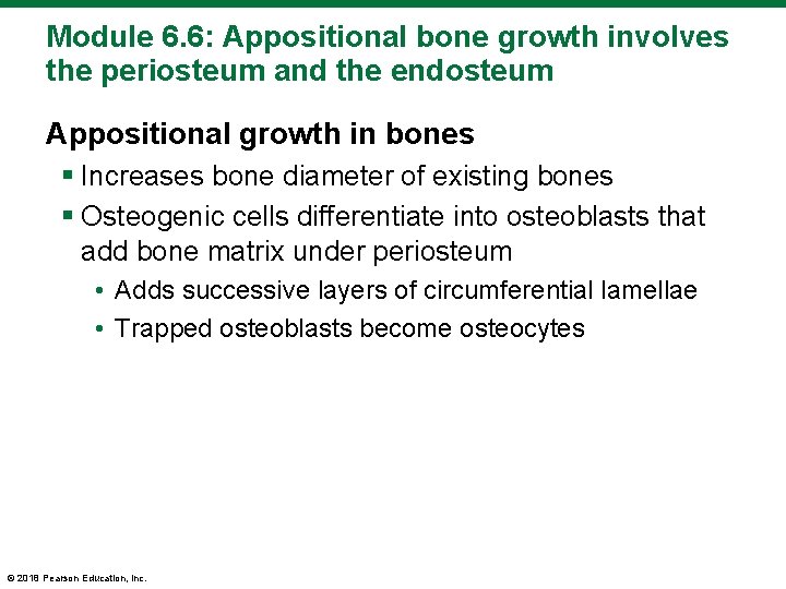 Module 6. 6: Appositional bone growth involves the periosteum and the endosteum Appositional growth
