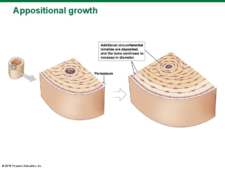 Appositional growth © 2018 Pearson Education, Inc. 