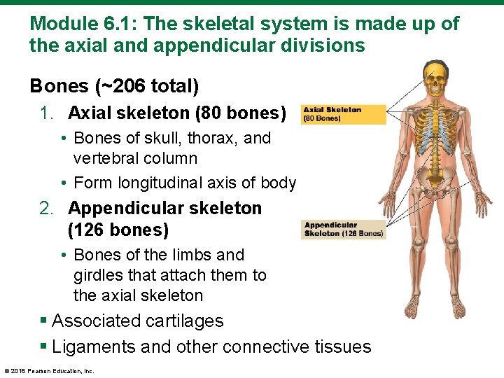 Module 6. 1: The skeletal system is made up of the axial and appendicular