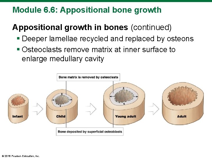 Module 6. 6: Appositional bone growth Appositional growth in bones (continued) § Deeper lamellae