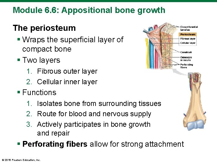 Module 6. 6: Appositional bone growth The periosteum § Wraps the superficial layer of