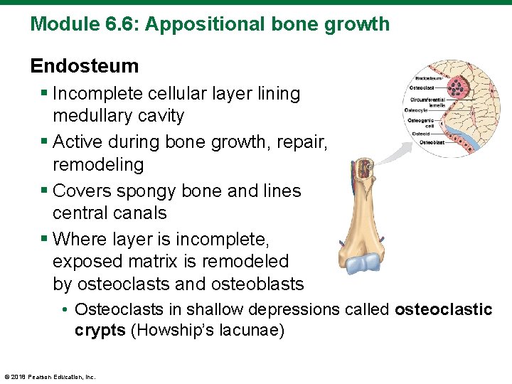 Module 6. 6: Appositional bone growth Endosteum § Incomplete cellular layer lining medullary cavity