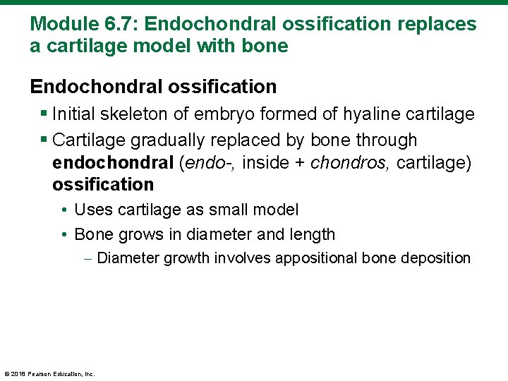 Module 6. 7: Endochondral ossification replaces a cartilage model with bone Endochondral ossification §