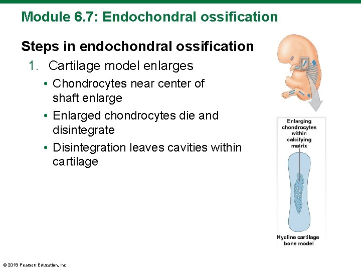 Module 6. 7: Endochondral ossification Steps in endochondral ossification 1. Cartilage model enlarges •