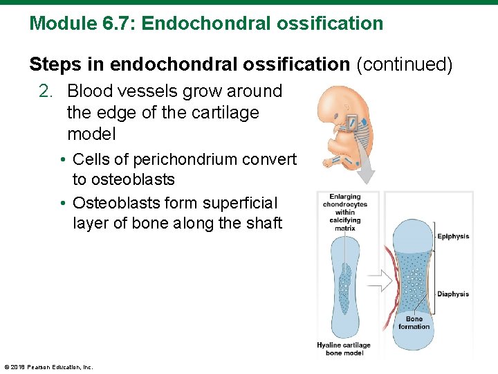 Module 6. 7: Endochondral ossification Steps in endochondral ossification (continued) 2. Blood vessels grow