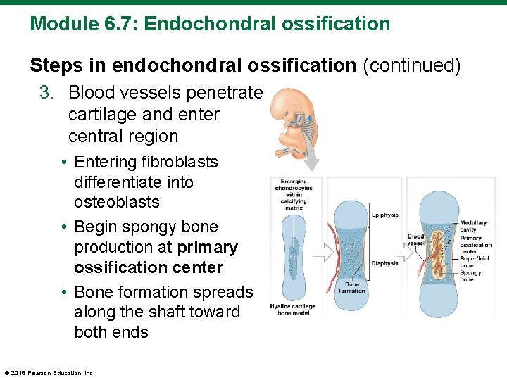 Module 6. 7: Endochondral ossification Steps in endochondral ossification (continued) 3. Blood vessels penetrate