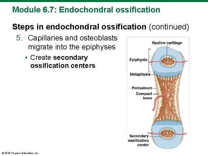Module 6. 7: Endochondral ossification Steps in endochondral ossification (continued) 5. Capillaries and osteoblasts
