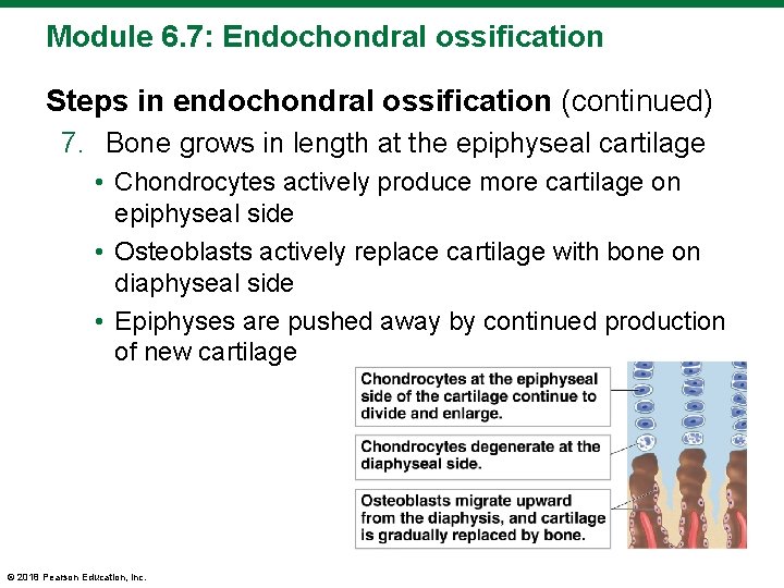 Module 6. 7: Endochondral ossification Steps in endochondral ossification (continued) 7. Bone grows in