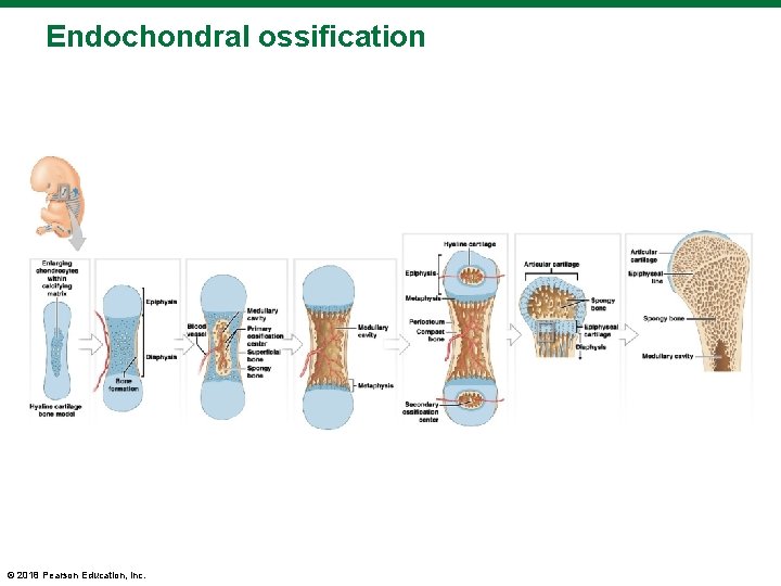 Endochondral ossification © 2018 Pearson Education, Inc. 