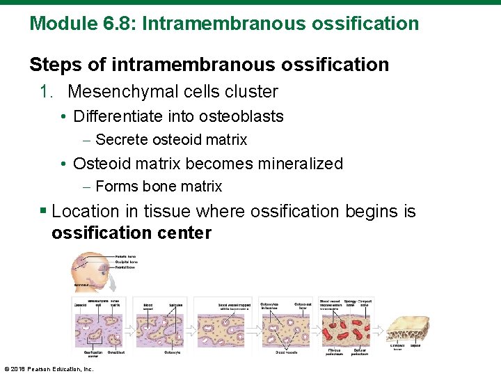 Module 6. 8: Intramembranous ossification Steps of intramembranous ossification 1. Mesenchymal cells cluster •