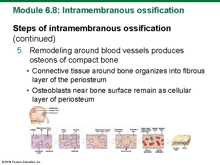 Module 6. 8: Intramembranous ossification Steps of intramembranous ossification (continued) 5. Remodeling around blood