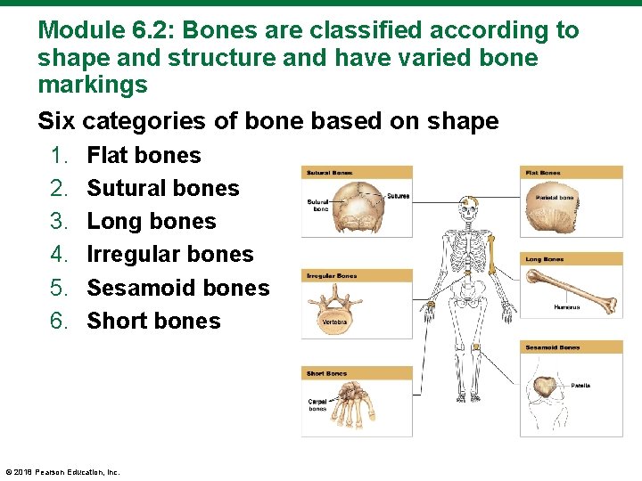 Module 6. 2: Bones are classified according to shape and structure and have varied