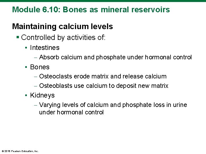 Module 6. 10: Bones as mineral reservoirs Maintaining calcium levels § Controlled by activities