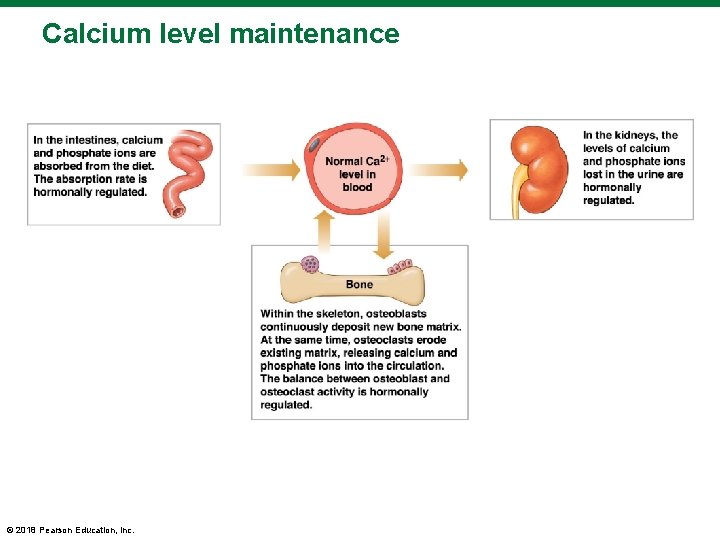 Calcium level maintenance © 2018 Pearson Education, Inc. 