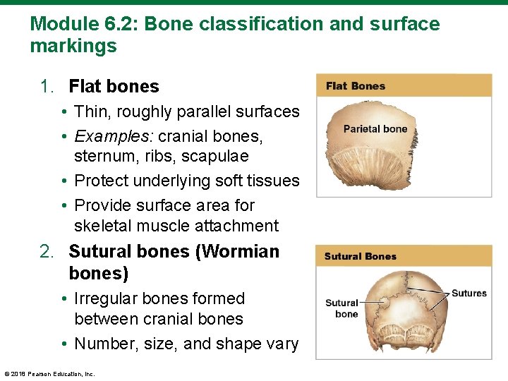 Module 6. 2: Bone classification and surface markings 1. Flat bones • Thin, roughly