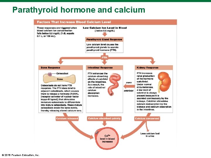 Parathyroid hormone and calcium © 2018 Pearson Education, Inc. 