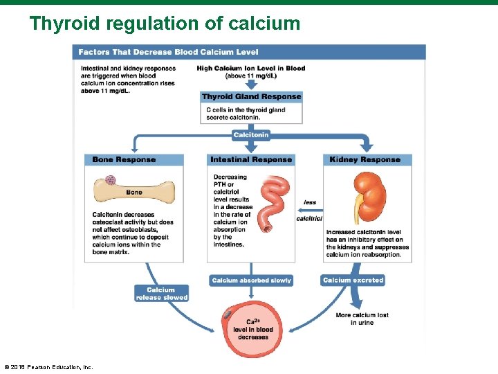 Thyroid regulation of calcium © 2018 Pearson Education, Inc. 