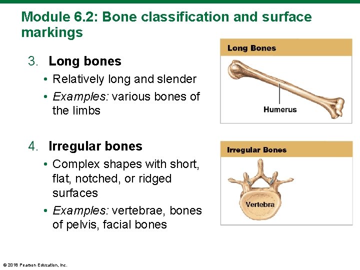 Module 6. 2: Bone classification and surface markings 3. Long bones • Relatively long