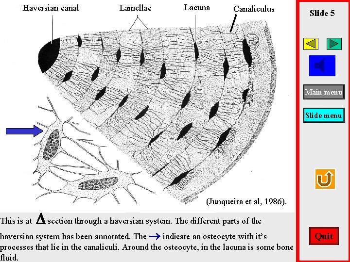 Haversian canal This is at Lamellae Lacuna Canaliculus Slide 5 Main menu Slide menu