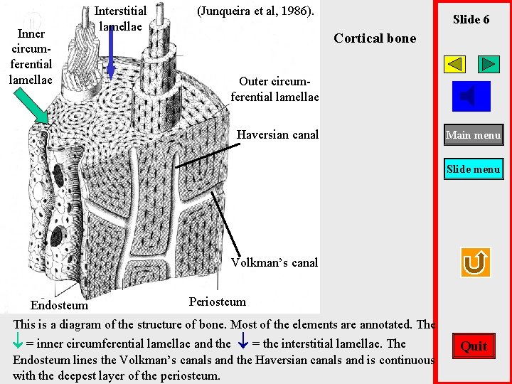 Inner circumferential lamellae Interstitial lamellae (Junqueira et al, 1986). Slide 6 Cortical bone Outer