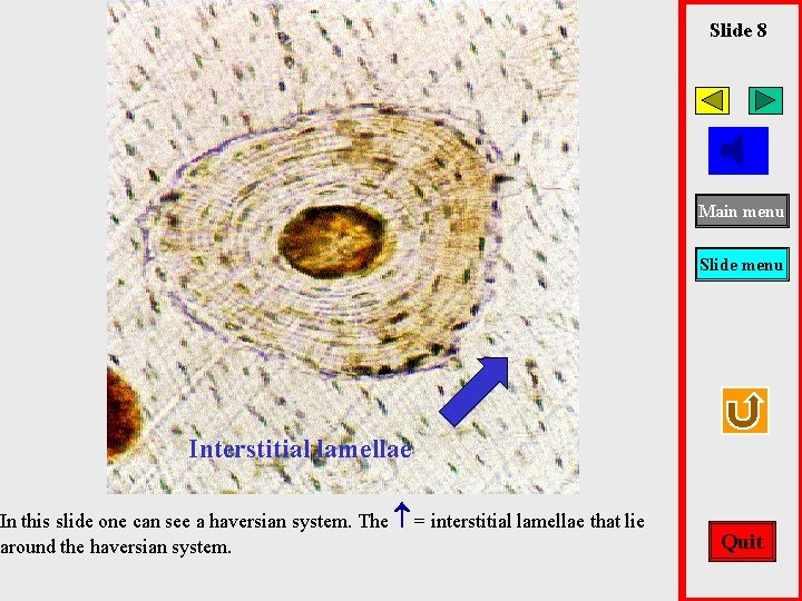 Slide 8 Main menu Slide menu Interstitial lamellae In this slide one can see
