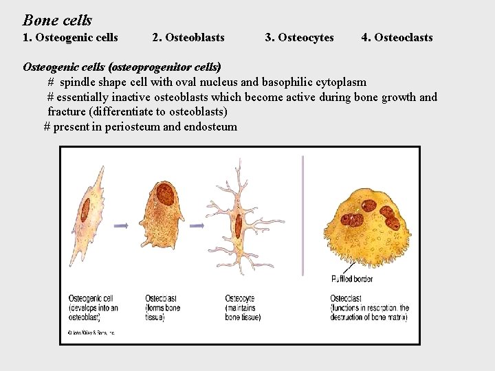 Bone cells 1. Osteogenic cells 2. Osteoblasts 3. Osteocytes 4. Osteoclasts Osteogenic cells (osteoprogenitor