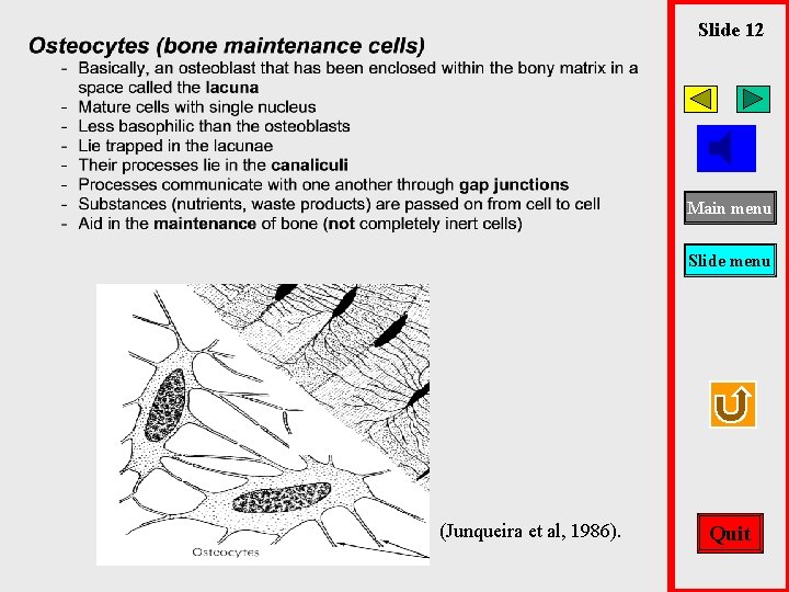 Slide 12 Main menu Slide menu (Junqueira et al, 1986). Quit 