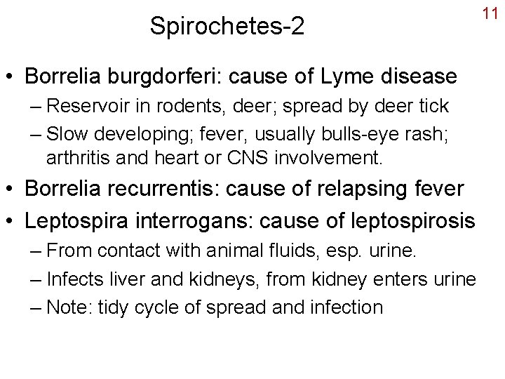 Spirochetes-2 • Borrelia burgdorferi: cause of Lyme disease – Reservoir in rodents, deer; spread