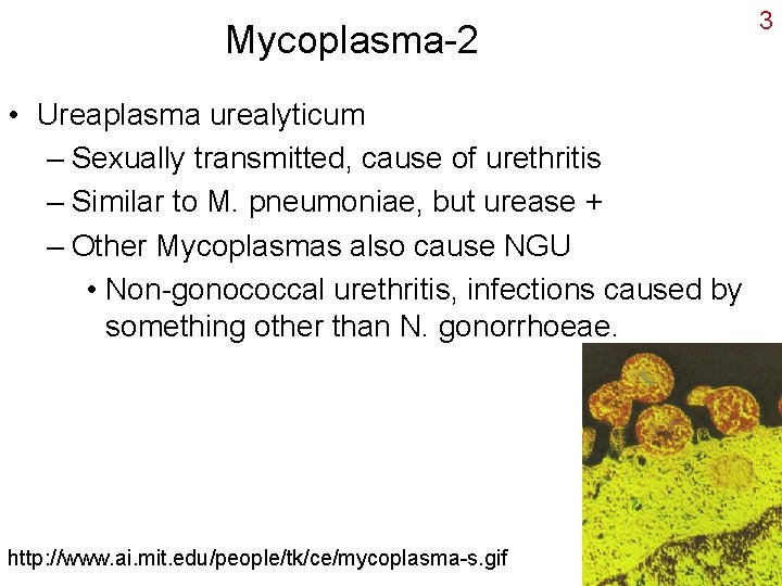 Mycoplasma-2 • Ureaplasma urealyticum – Sexually transmitted, cause of urethritis – Similar to M.