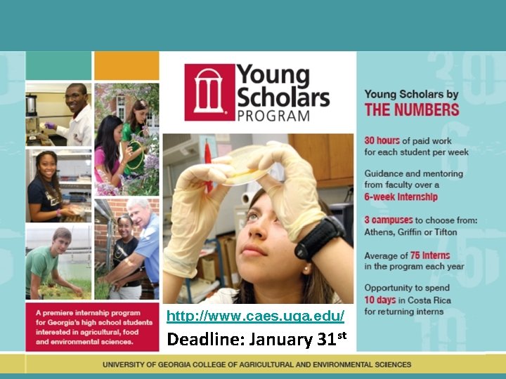 http: //www. caes. uga. edu/ Deadline: January 31 st 