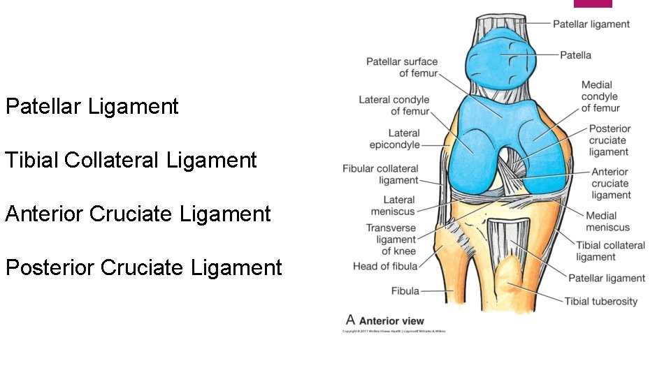 Patellar Ligament Tibial Collateral Ligament Anterior Cruciate Ligament Posterior Cruciate Ligament 