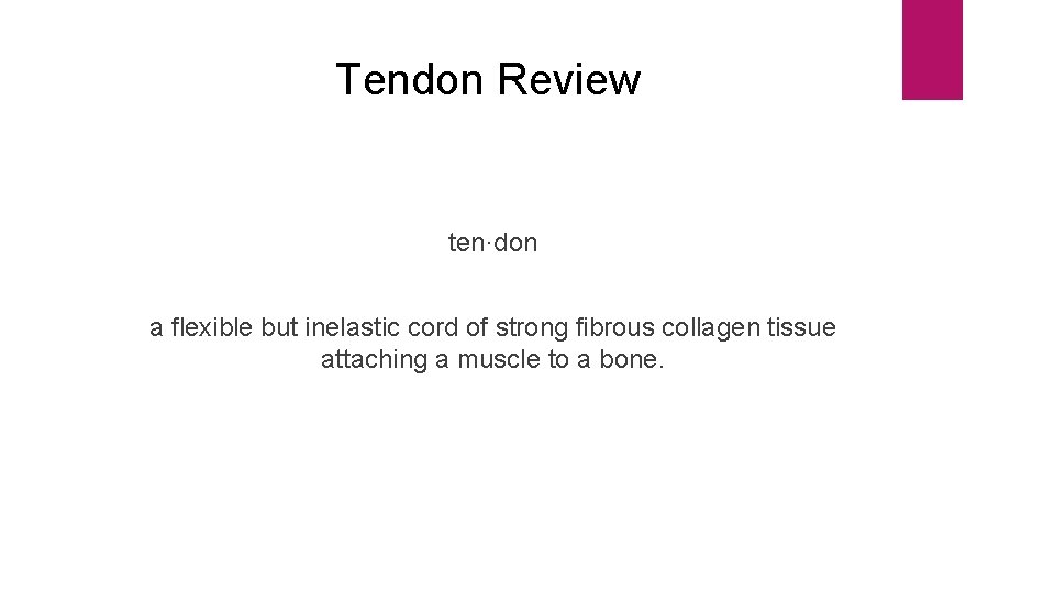 Tendon Review ten·don a flexible but inelastic cord of strong fibrous collagen tissue attaching