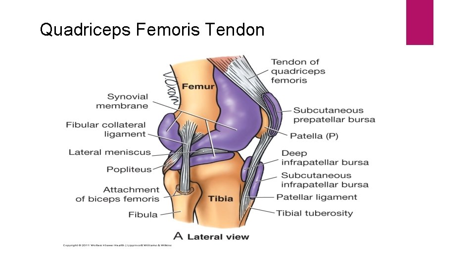 Quadriceps Femoris Tendon 