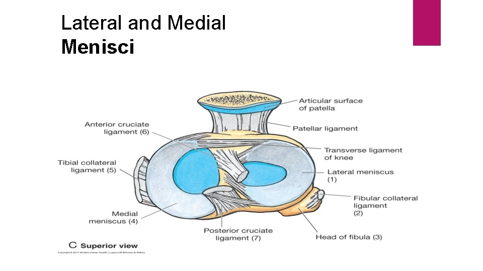 Lateral and Medial Menisci 