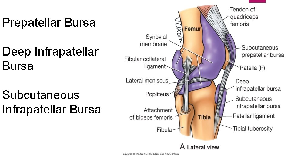 Prepatellar Bursa Deep Infrapatellar Bursa Subcutaneous Infrapatellar Bursa 