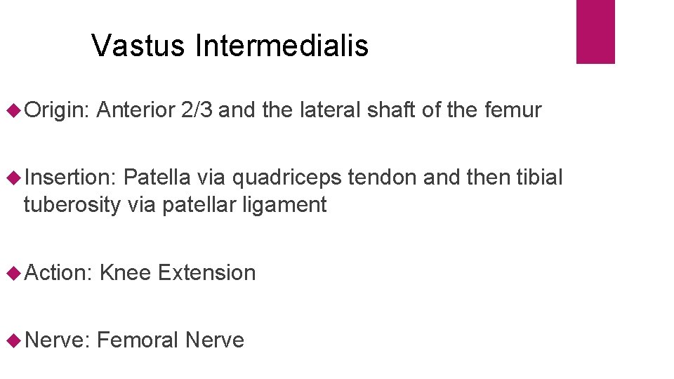 Vastus Intermedialis Origin: Anterior 2/3 and the lateral shaft of the femur Insertion: Patella