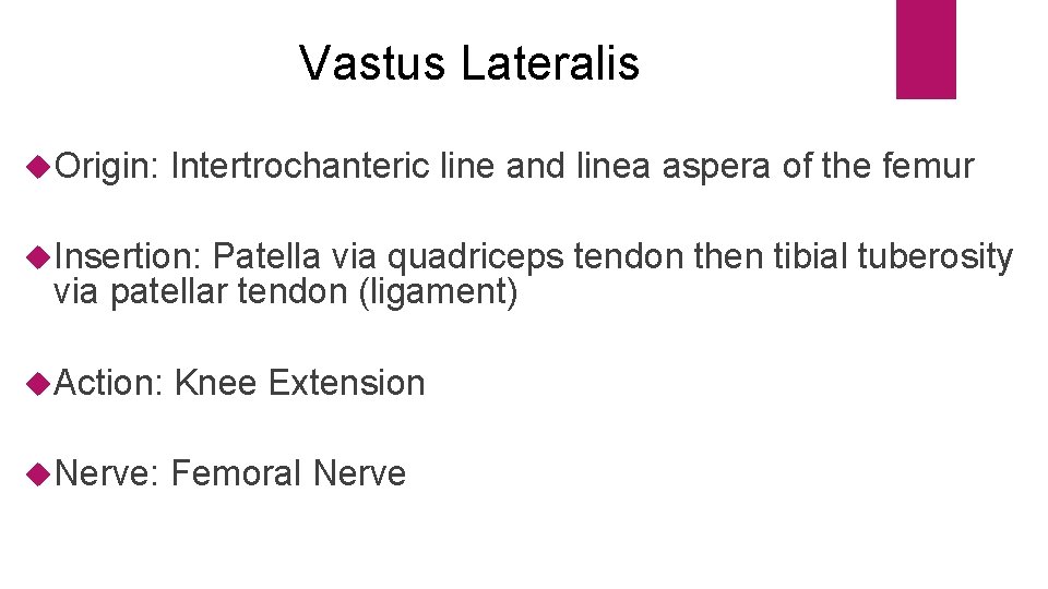 Vastus Lateralis Origin: Intertrochanteric line and linea aspera of the femur Insertion: Patella via