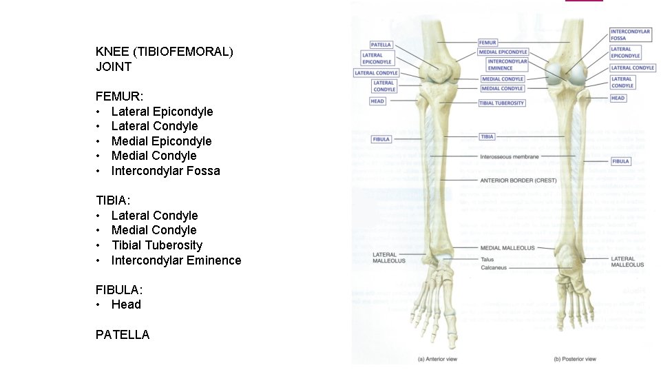 KNEE (TIBIOFEMORAL) JOINT FEMUR: • Lateral Epicondyle • Lateral Condyle • Medial Epicondyle •