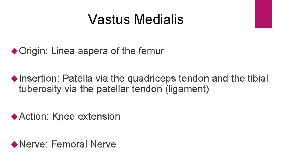 Vastus Medialis Origin: Linea aspera of the femur Insertion: Patella via the quadriceps tendon