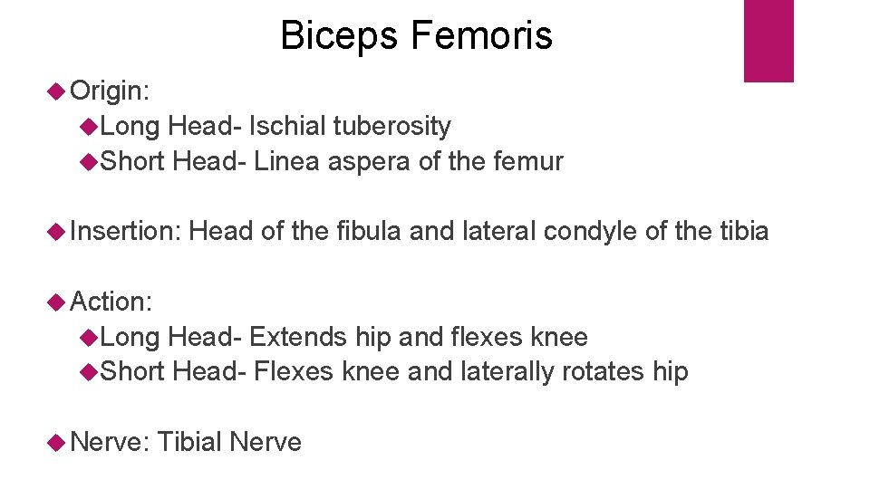Biceps Femoris Origin: Long Head- Ischial tuberosity Short Head- Linea aspera of the femur