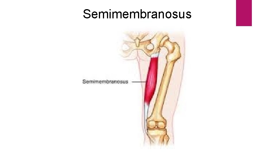 Semimembranosus 