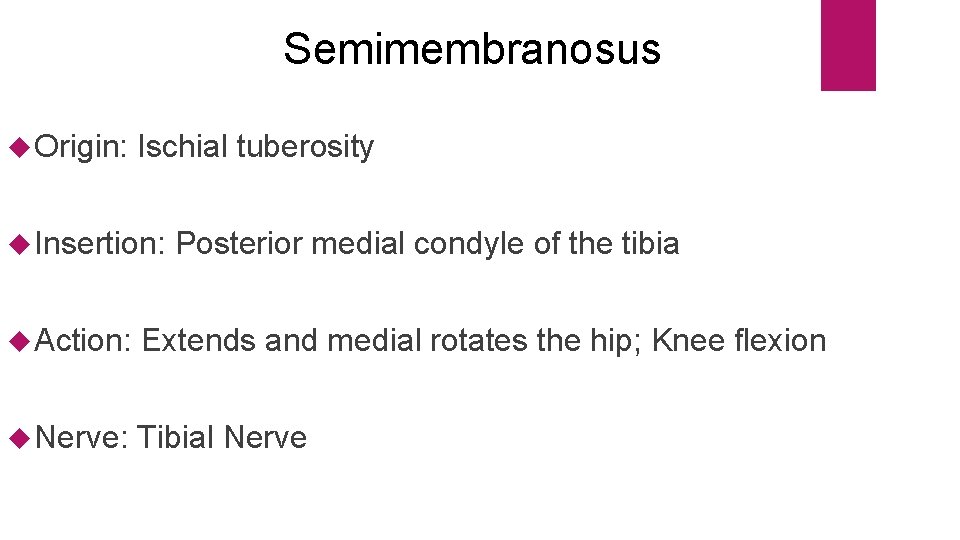 Semimembranosus Origin: Ischial tuberosity Insertion: Posterior medial condyle of the tibia Action: Extends and