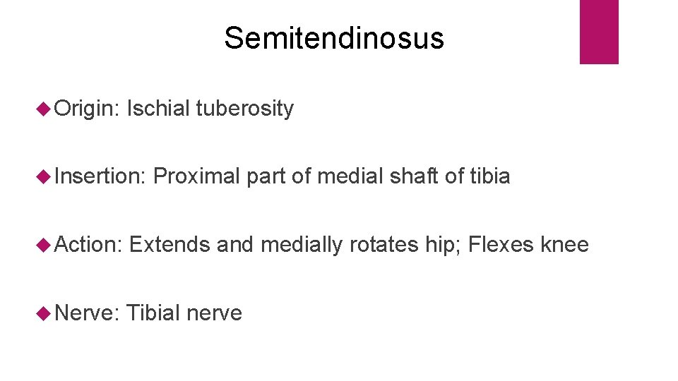 Semitendinosus Origin: Ischial tuberosity Insertion: Proximal part of medial shaft of tibia Action: Extends