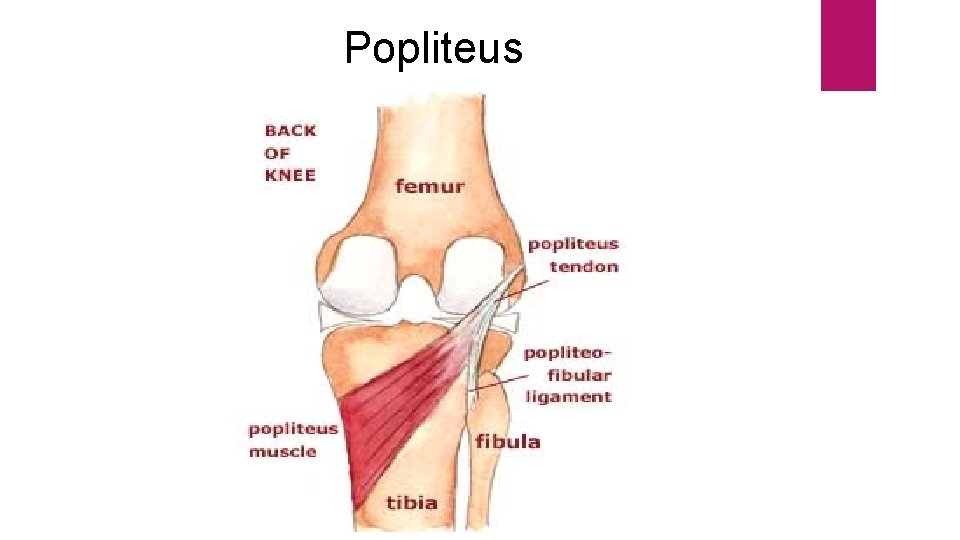 Popliteus 