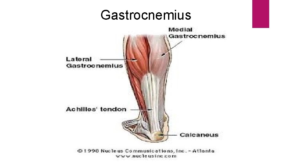 Gastrocnemius 