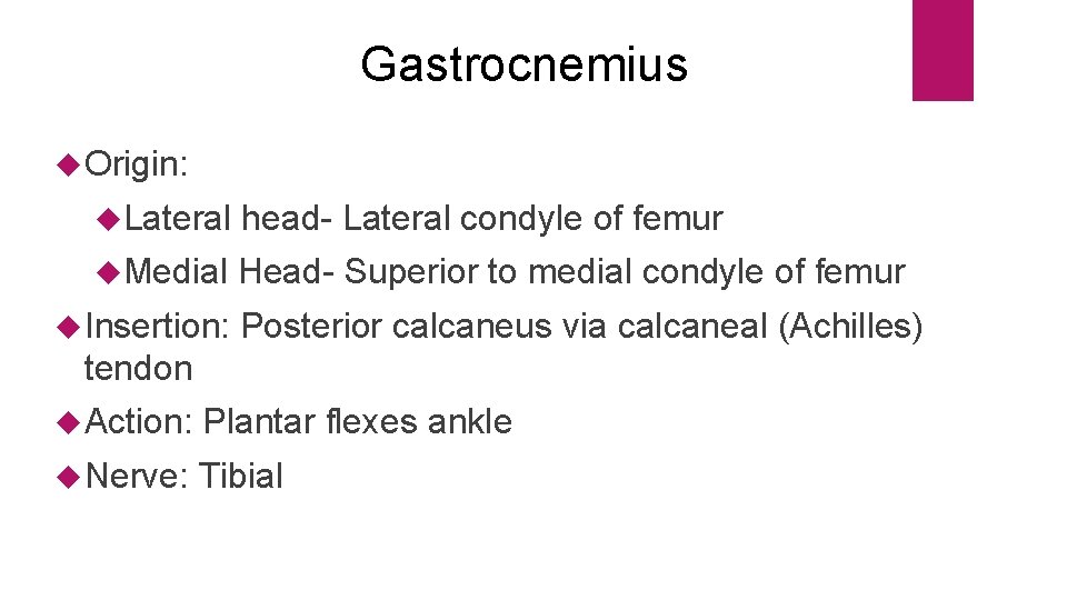 Gastrocnemius Origin: Lateral head- Lateral condyle of femur Medial Head- Superior to medial condyle