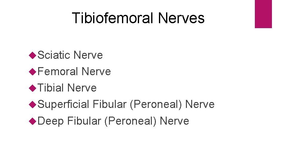 Tibiofemoral Nerves Sciatic Nerve Femoral Nerve Tibial Nerve Superficial Fibular (Peroneal) Nerve Deep Fibular