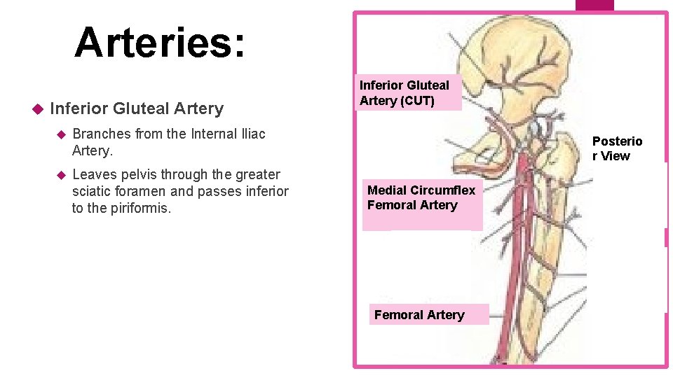 Arteries: Inferior Gluteal Artery Branches from the Internal Iliac Artery. Leaves pelvis through the
